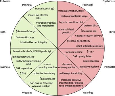 Early-life microbiota-immune homeostasis